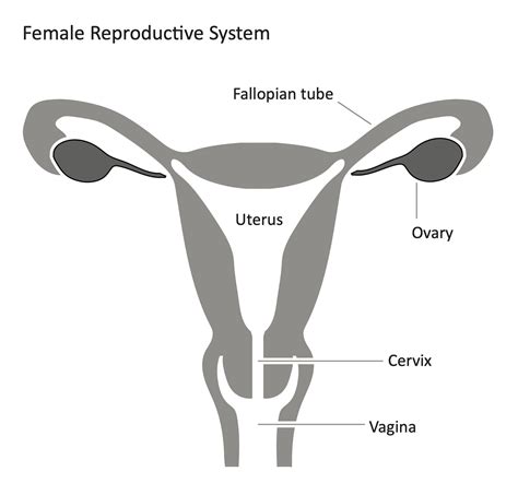 MIQ system being called greatest abuse of women's reproductive 